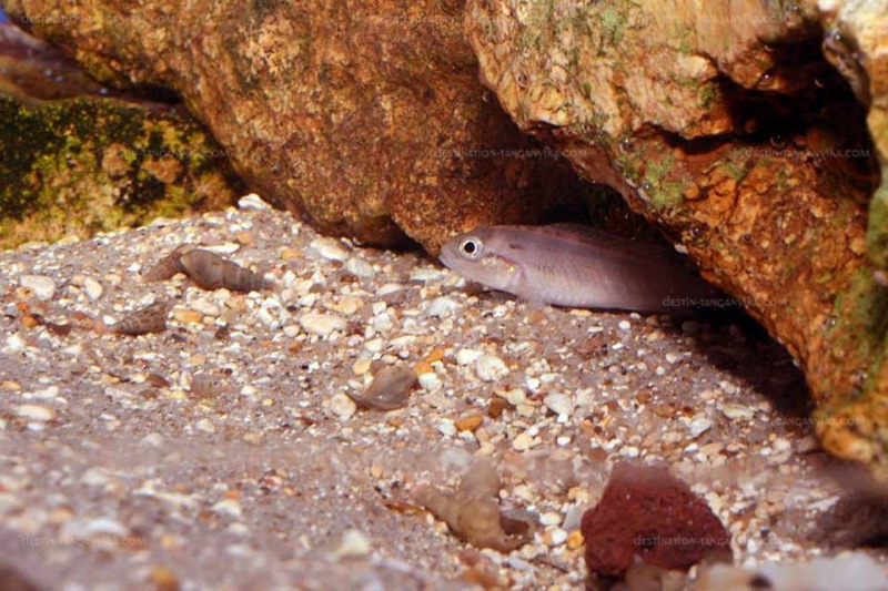 Telmatochromis salzburgeri 'Lufubu River'